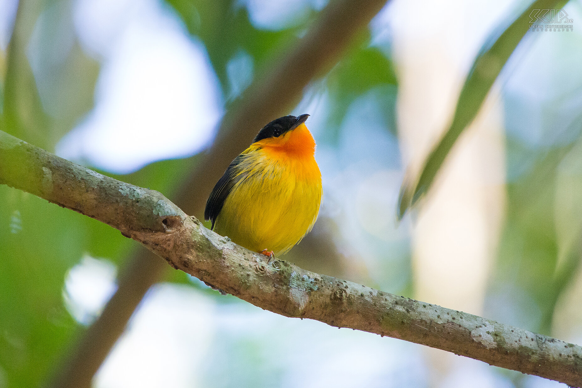 Carara - Oranjekraagmanakin Een kleurrijke maa kleine oranjekraagmanakin (orange-collared manakin, manacus aurantiacus) in regenwoud van Carara NP.<br />
<br />
<br />
 Stefan Cruysberghs